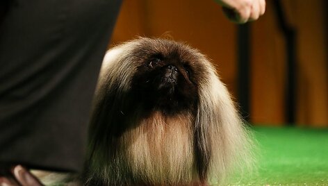 Pekinas