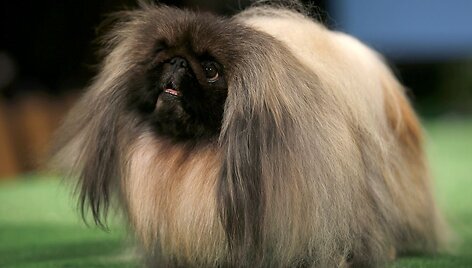 Pekinas