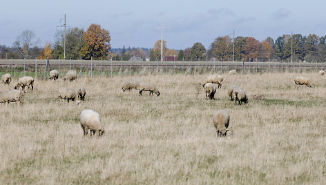 Avių ir vištų ūkis Marijampolės rajone