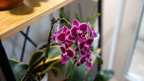 Orchidėjų augintoja Viltė Pranevičiūtė