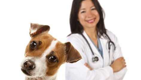 &Scaron;uo ir veterinarijos gydytoja