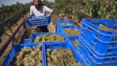 "Chardonnay" vynuogių derlius žydų žemėse 
