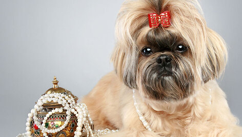 Shih Tzu veislės &scaron;unelis