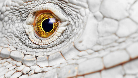 Iguanos akis