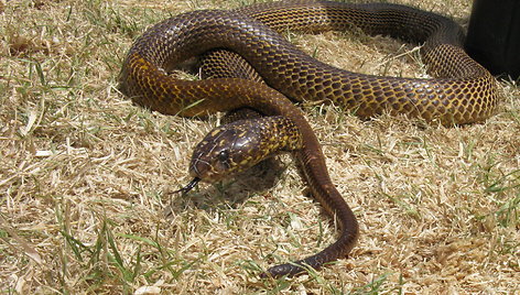 Geltonoji kobra (Naja nivea)