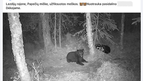 Tariamai miške Lietuvoje pastebėtų meškų nuotrauka platinama neišsiaiškinus, ar ji tikra