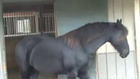I&scaron; aptvaro i&scaron;trūkusi kumelė paleido ir likomo draugus
