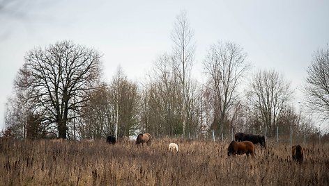 „Arklių slėnyje“