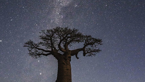 Baobabai Madagaskare