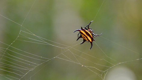 Lope parko flora ir fauna