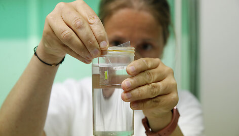 Laboratorijoje, kur apvaisinti kiau&scaron;inėliai