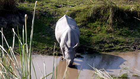 Azijos raganosis Kaziranga safari metu