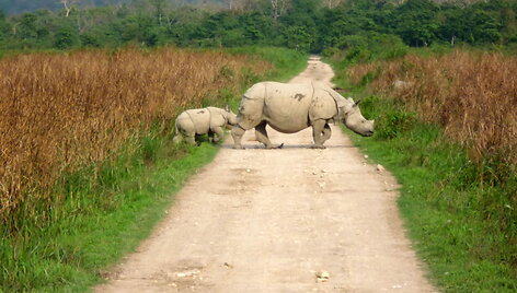 Kaziranga raganosių parkas Indijoje