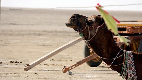 Great rann of Kutch. Kupranugarių safaris Indijoje