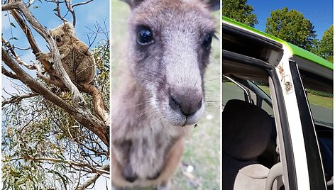 Australijos gyvūnai gali būti ir mieli, ir varantys baimę