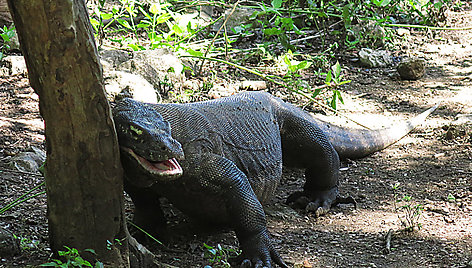 Komodo saloje