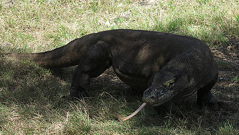 Komodo saloje