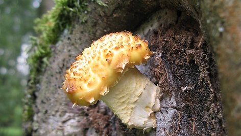 Auksavir&scaron;ė skujagalvė (Pholiota aurivella)