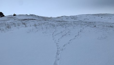 Gyvūnų pėdsakai Kuršių nerijoje