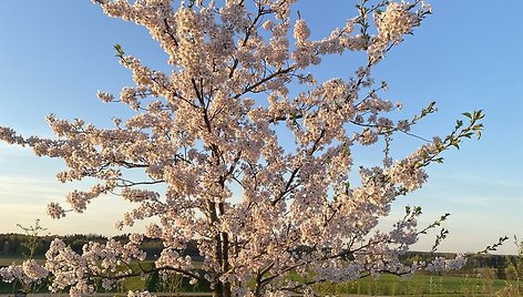 Japoniškame sode Kretingos rajone pražydo sakuros