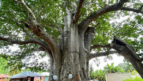 Baobabas Zanzibare