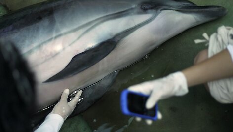 Delfinas