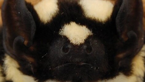 &Scaron;ik&scaron;nosparnis&ndash;panda