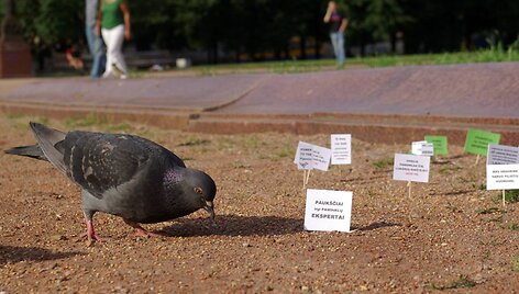 Mikro-protestas Luki&scaron;kių aik&scaron;tėje