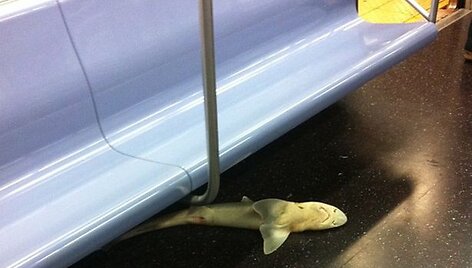 Ryklys Niujorko metro