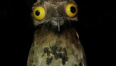 Potoo 