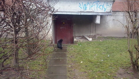 Beglobė katė Vaidaugų g. Klaipėdoje
