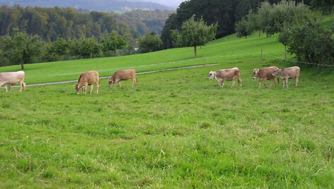 Lichten&scaron;teino karvės