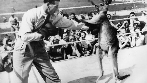 Anglijos čempionas Jeanas Harvey prieš kengūrą, 1930 m.