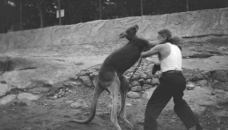 Kablys iš dešinės Sidnėjaus zoologijos sode, 1930 m.