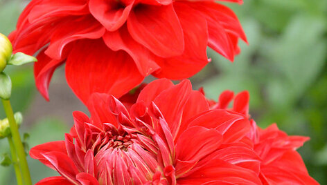 'American Beauty',  Swan Island Dahlias, 2008 (US)