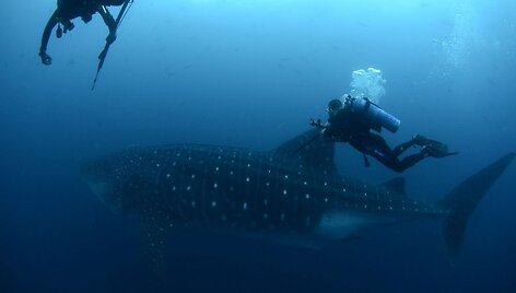 Galapagai. Bangininis ryklys