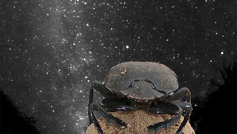 Afrikoje gyvenantys skarabėjai yra pirmieji žinomi vabzdžiai, gebantys orientuotis pagal žvaigždes