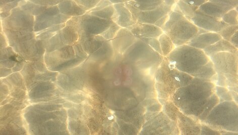 Medūzos