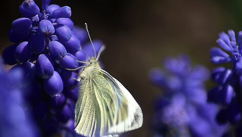 Žydinti gamta Vytauto &Scaron;auklio kadruose