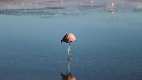Flamingas Čilėje