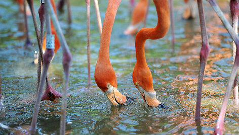 Flamingai laukinės gamtos parke Čingdao mieste