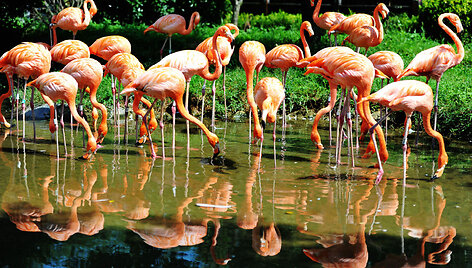 Flamingai laukinės gamtos parke Čingdao mieste