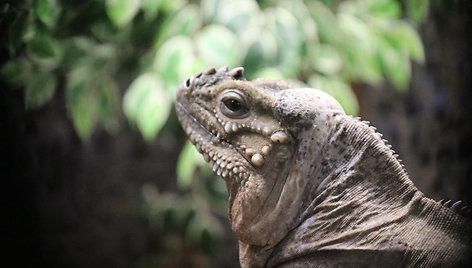 Žozefina ir Bonapartas – nauji gyventojai Lietuvos zoologijos sode