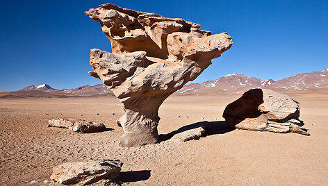 Akmeninis medis, Bolivija