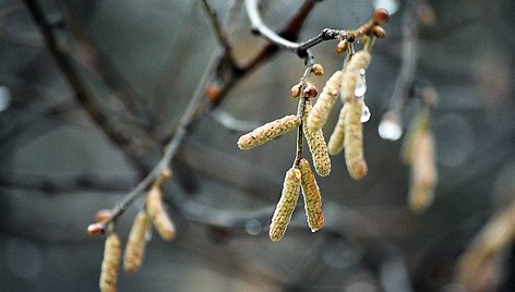 Besibaigiančios žiemos grožis