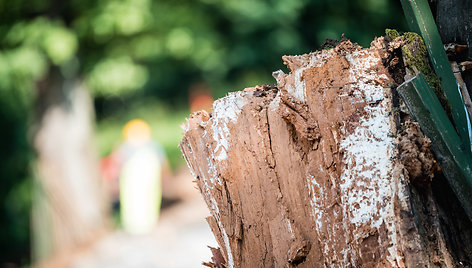 Dainų slėnyje lūžo ligotas ąžuolas