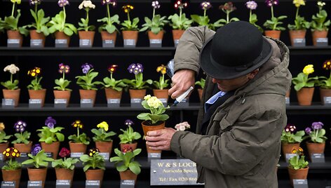 Spalvingi gėlių stendai Čelsio gėlių parodoje