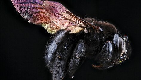 Xylocopa Mordax