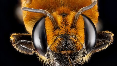 Megachile Lanata