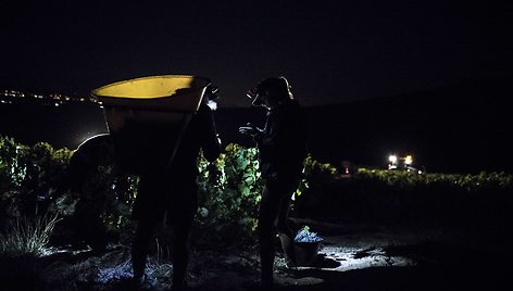 Prancūzijoje prademas vynuogių božolė vynui rinkimas